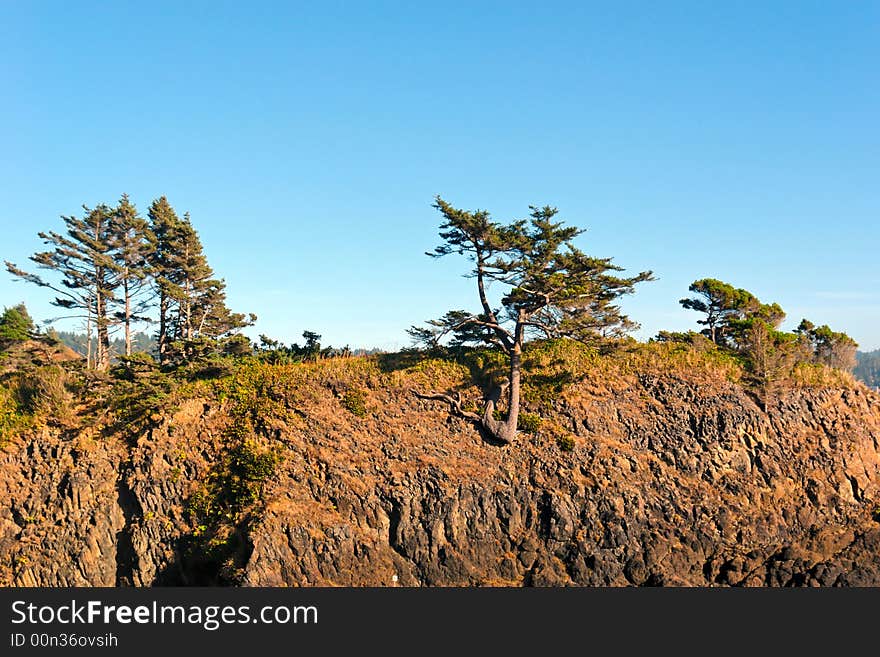 Cliff trees