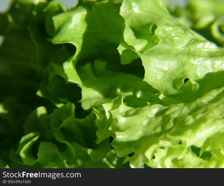 Fresh Lettuce