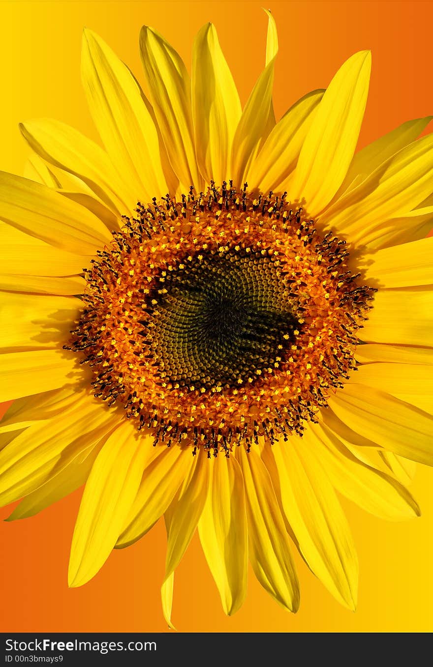 Sunflower isolated on a gradient yellow and orange background. Sunflower isolated on a gradient yellow and orange background.