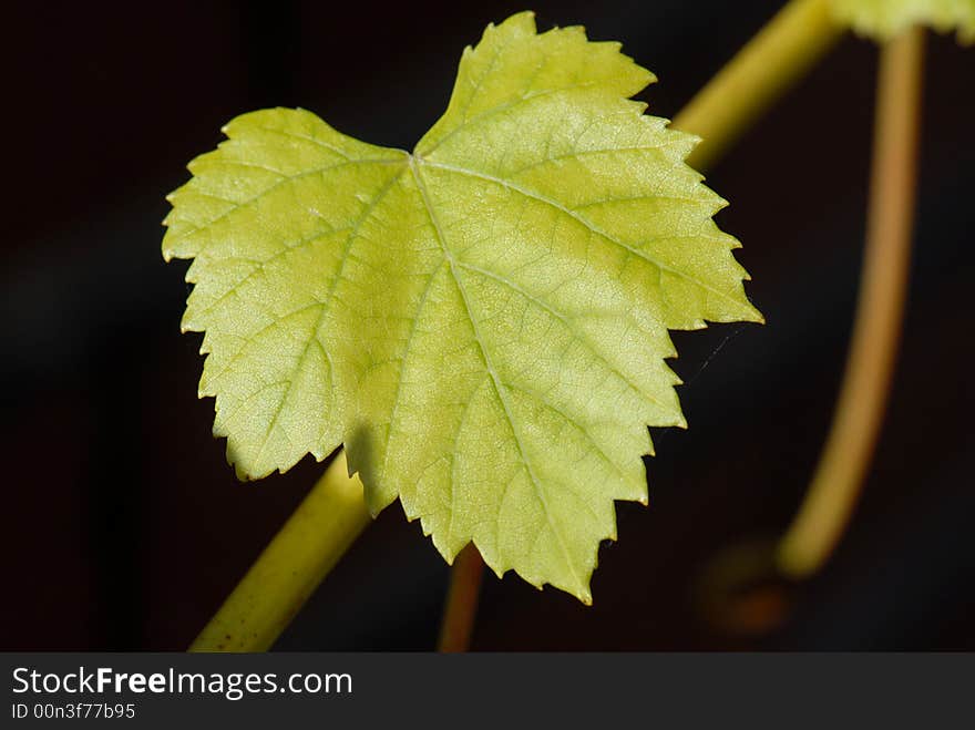 Grape leaf  on black background