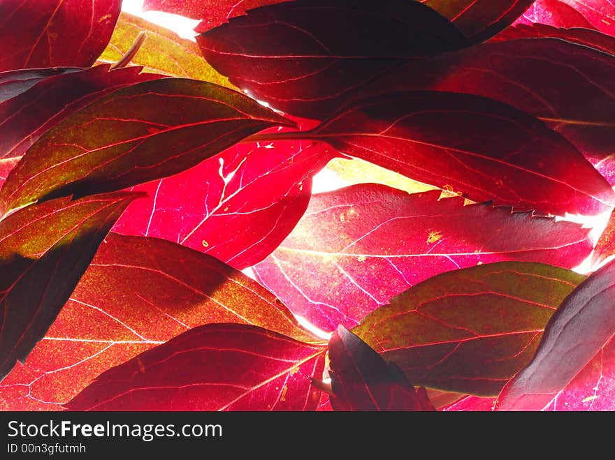 Red leaves on líght box