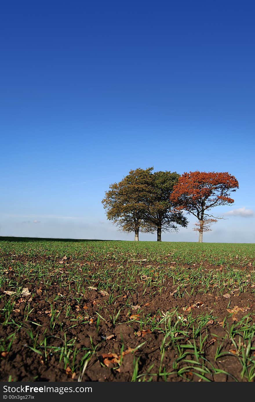 Cultivated field with trees