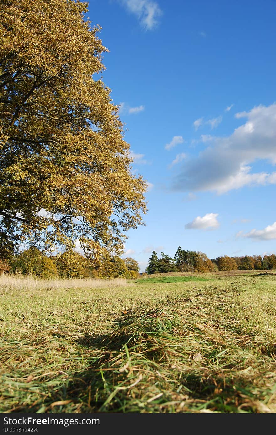 Field landscape showing freshly cut grass