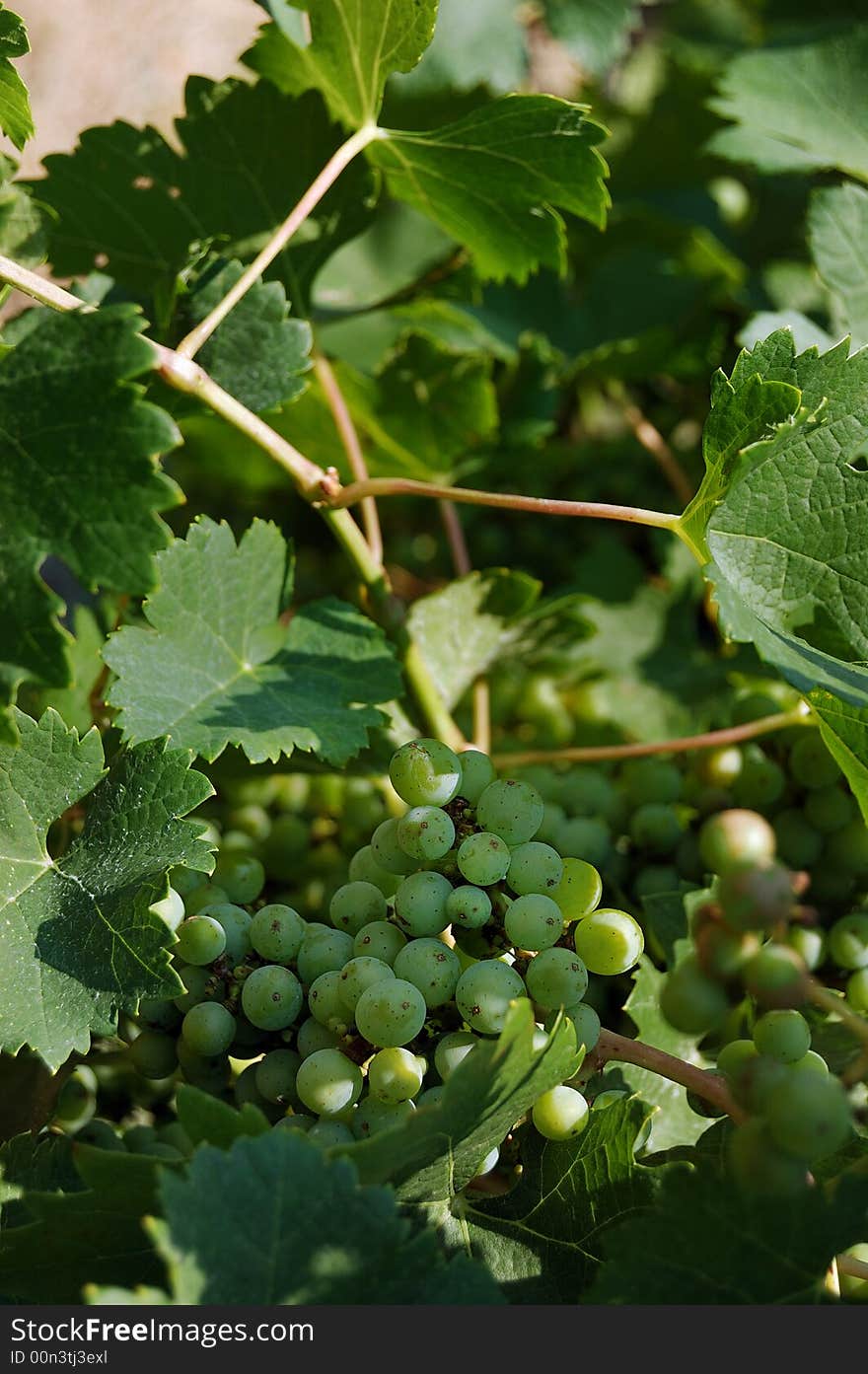 Green grapes on a vine