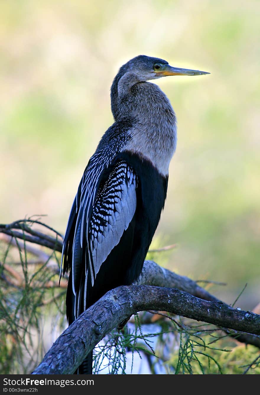 Tropical bird in a park in Florida