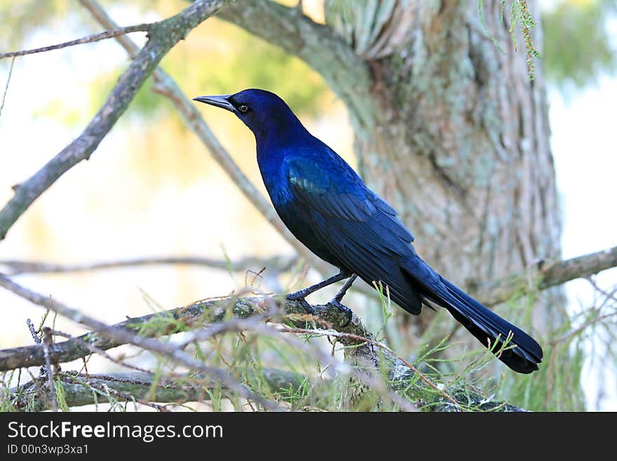 Tropical bird in a park