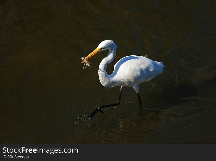 White ibis in a park