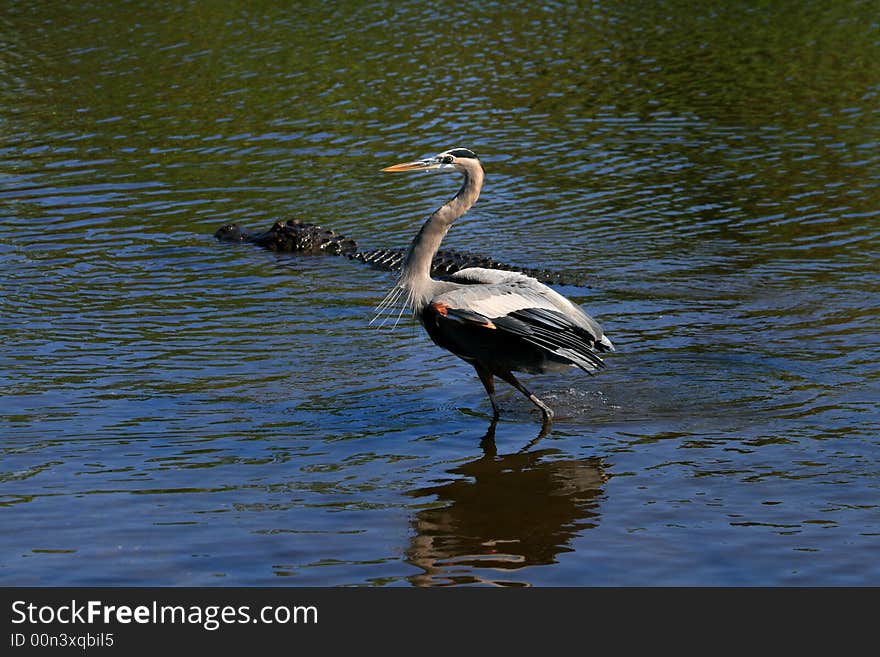 Tropical bird in a park