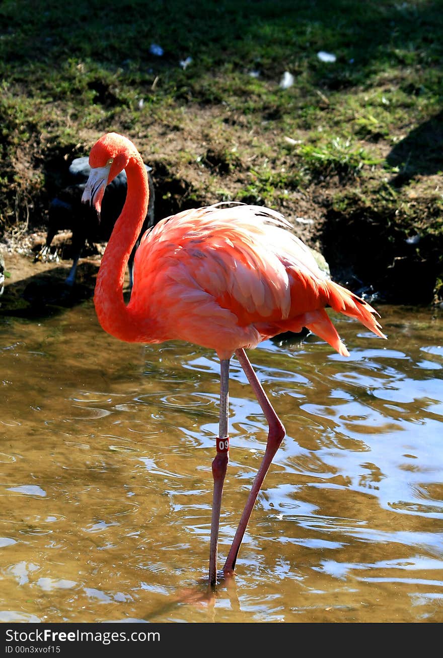 Red flamingo in a park in Florida