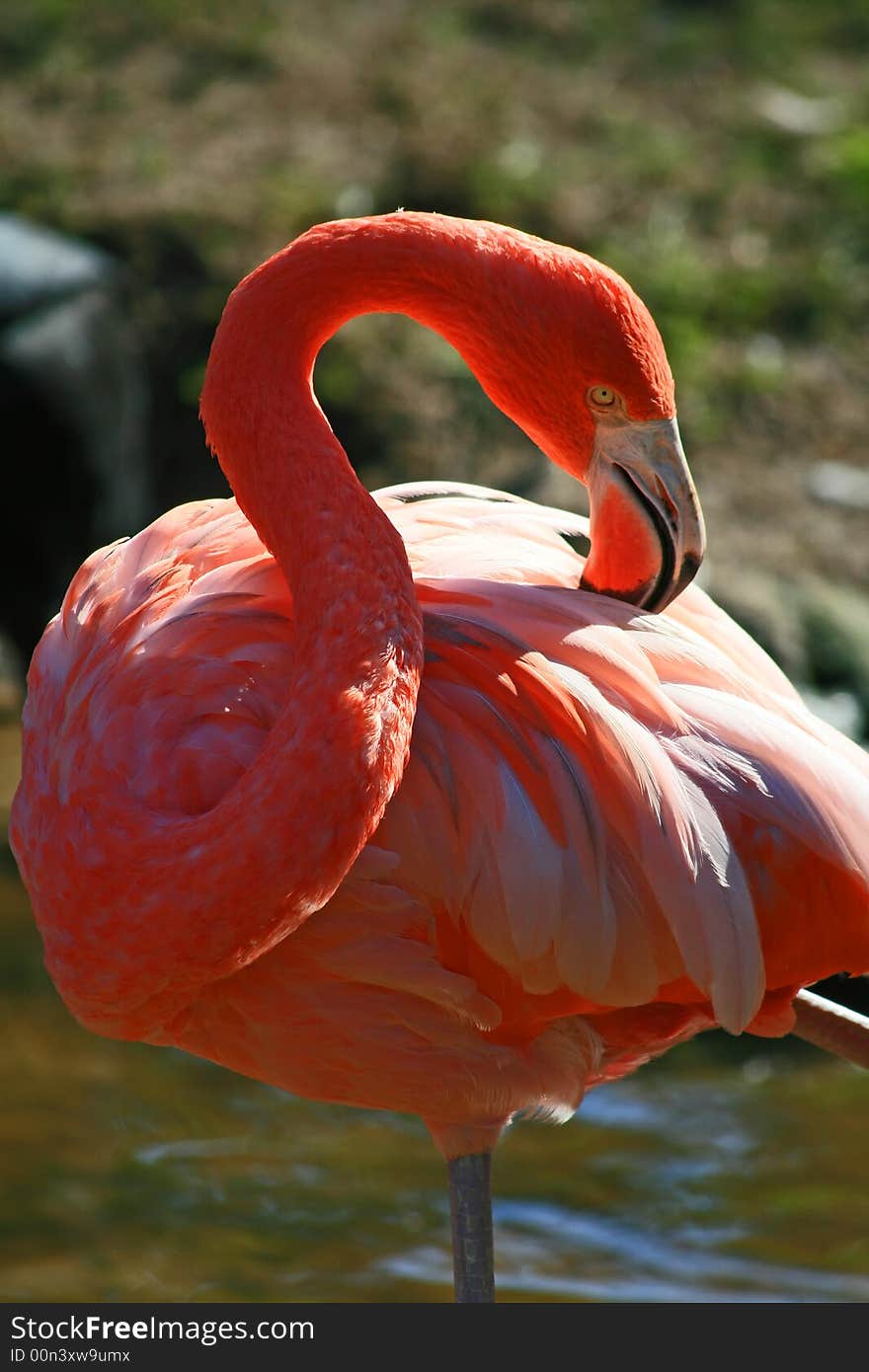 Red flamingo in a park