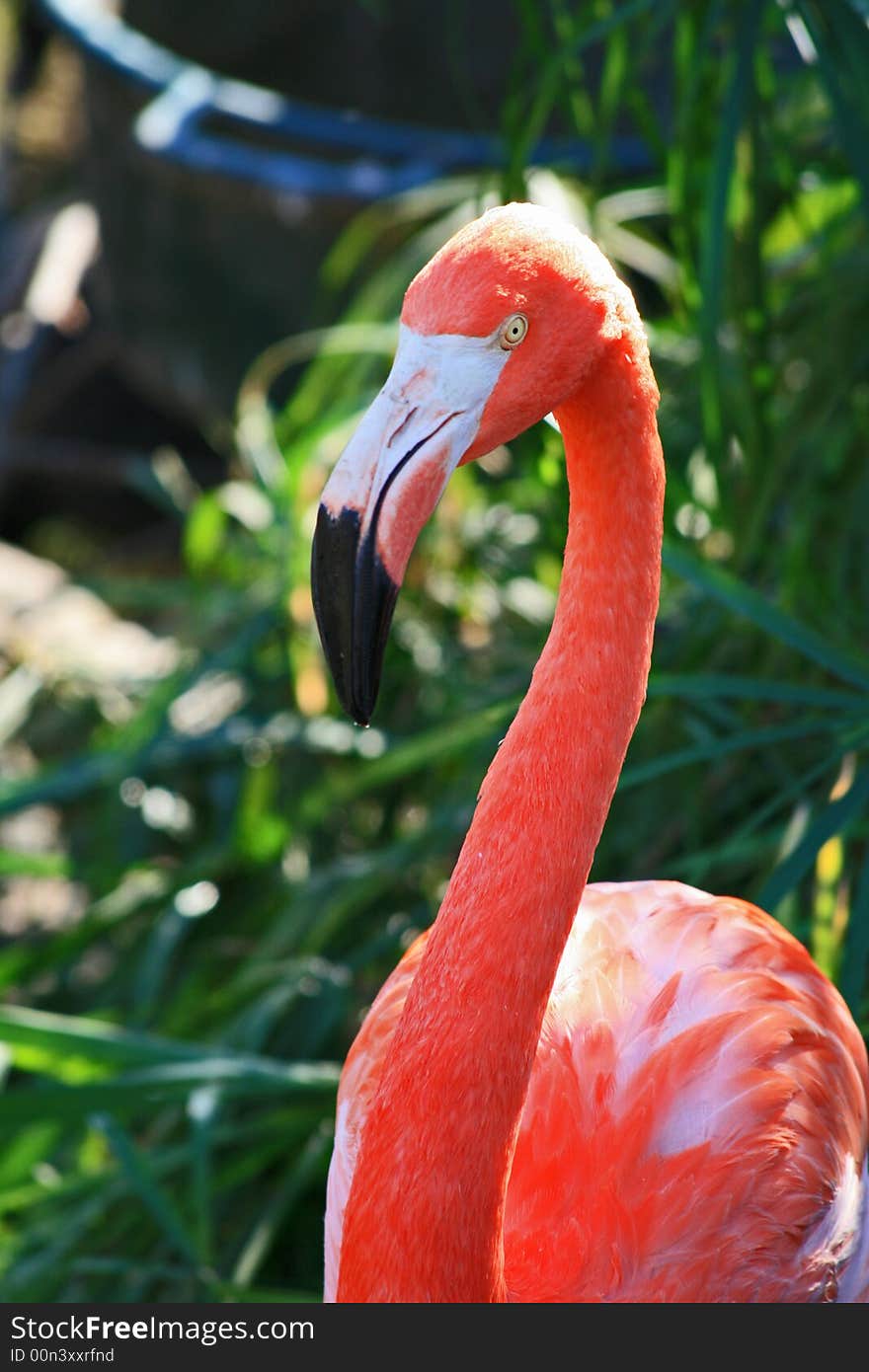 Red flamingo in a park in Florida