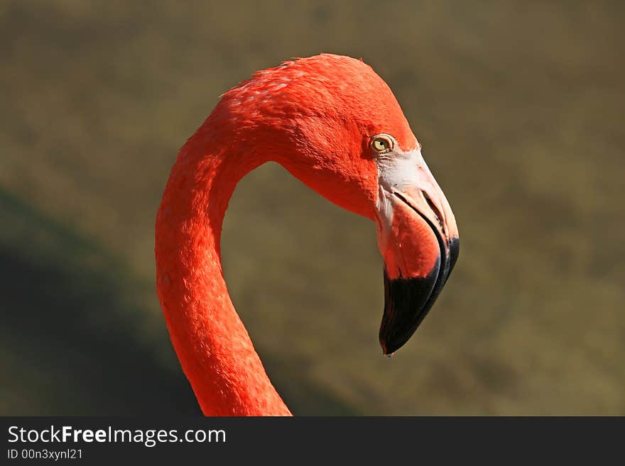 Red flamingo in a park