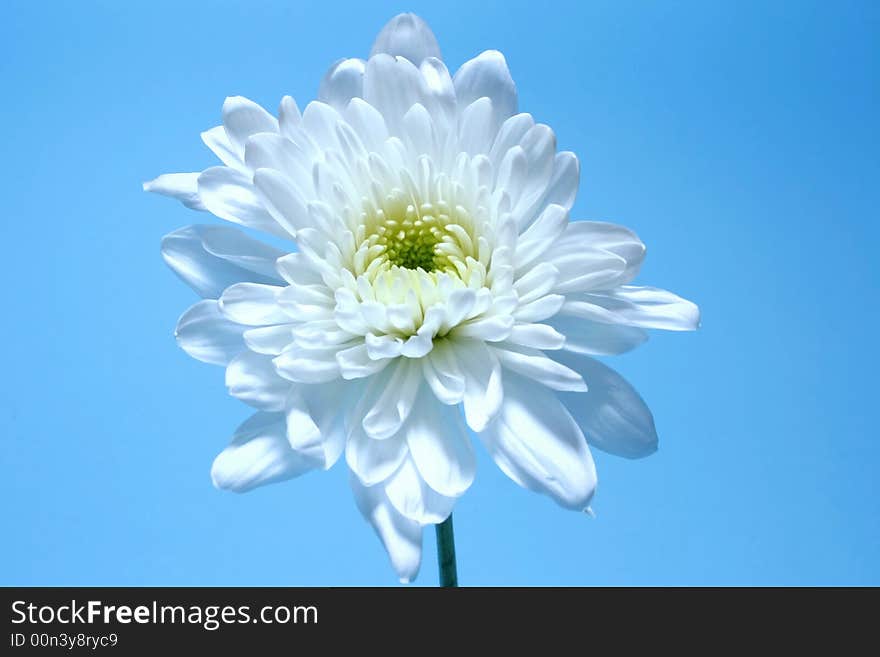 White chrysanthemum on a light blue background. White chrysanthemum on a light blue background