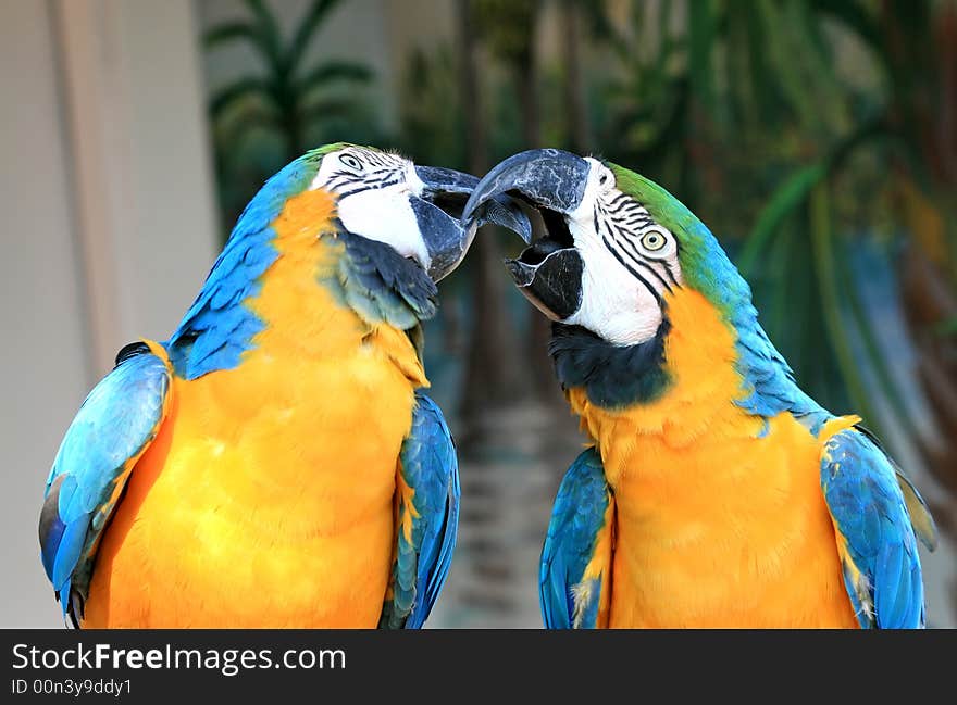 Speaking parrot in a park