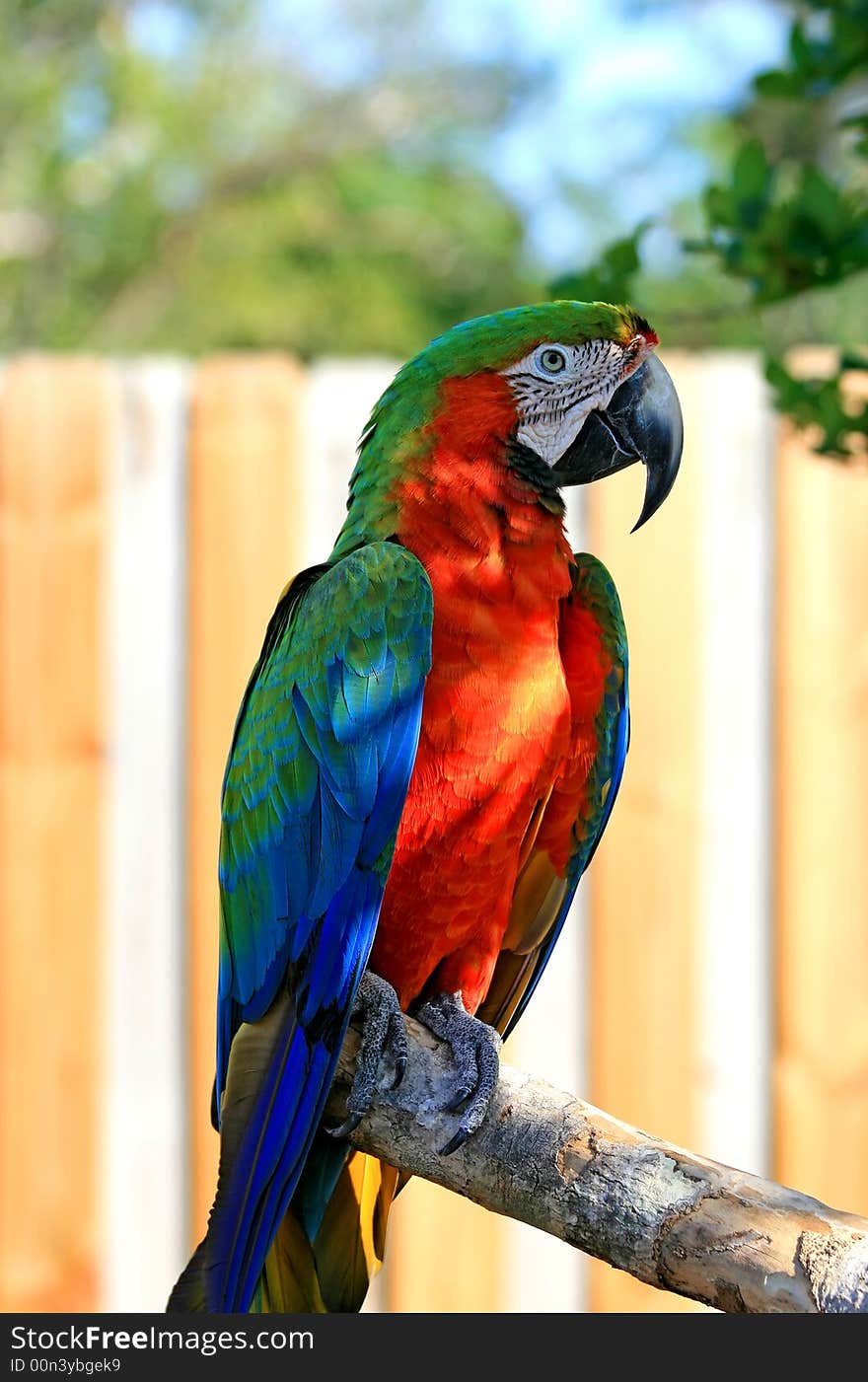 Speaking parrot in a park