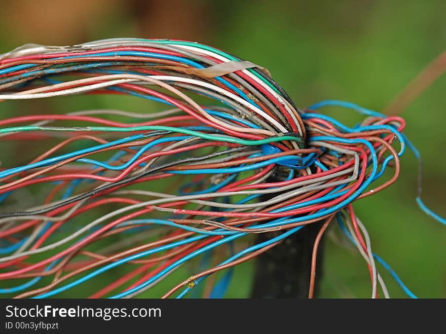 Telephone Wire In The Garden