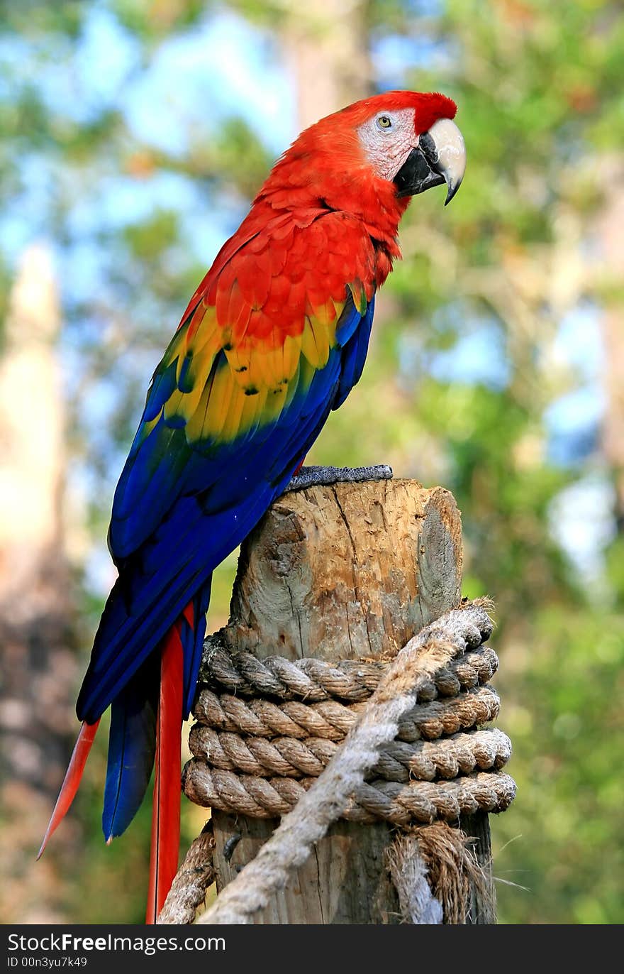 Speaking parrot in a park