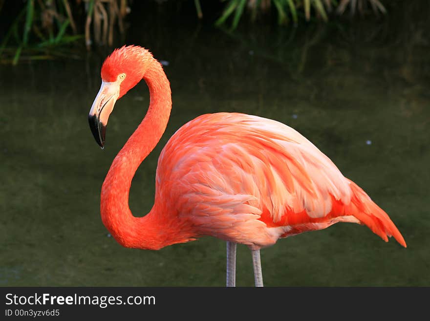 Red flamingo in a park