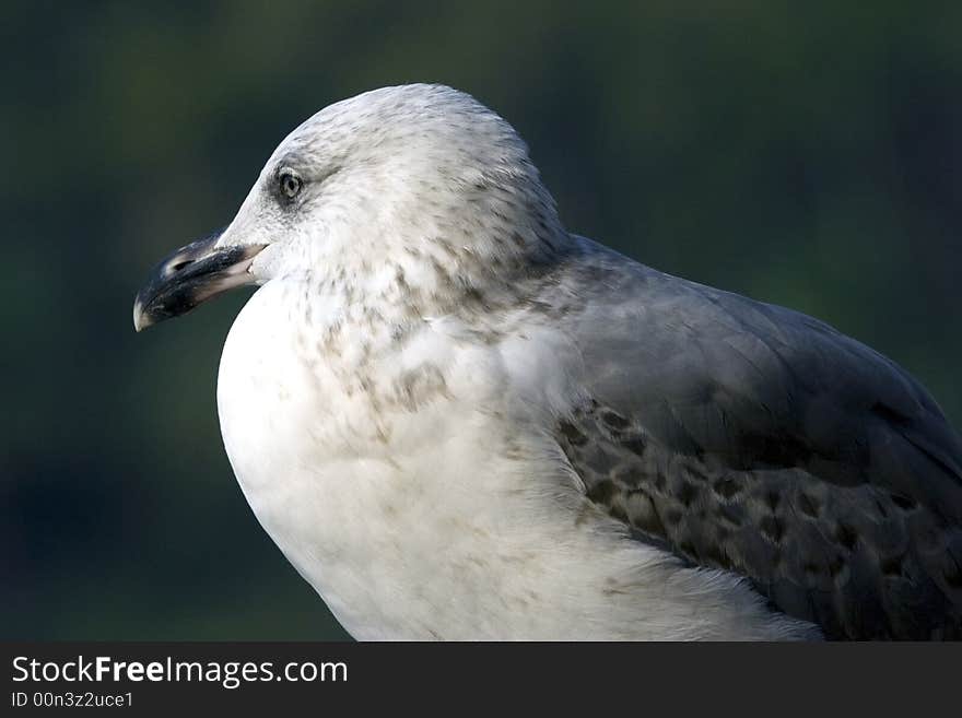 Nice sitting seagull shooted closely