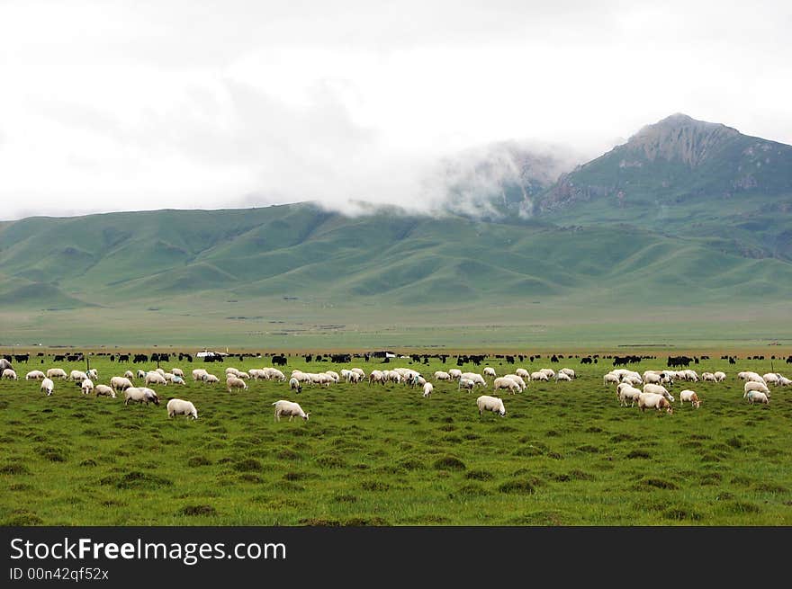 Goats and yarks are enjoying the lush grassland with blue mountains and white clouds as background. Goats and yarks are enjoying the lush grassland with blue mountains and white clouds as background