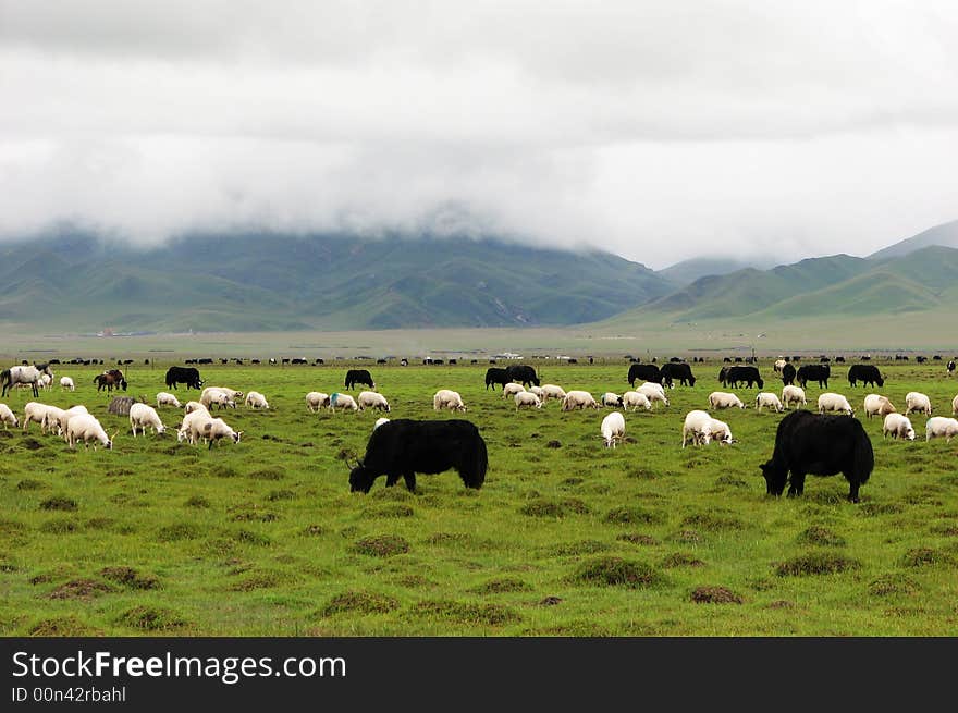 Cows and sheep in a lush meadow are with mountains and white clouds behind. Cows and sheep in a lush meadow are with mountains and white clouds behind