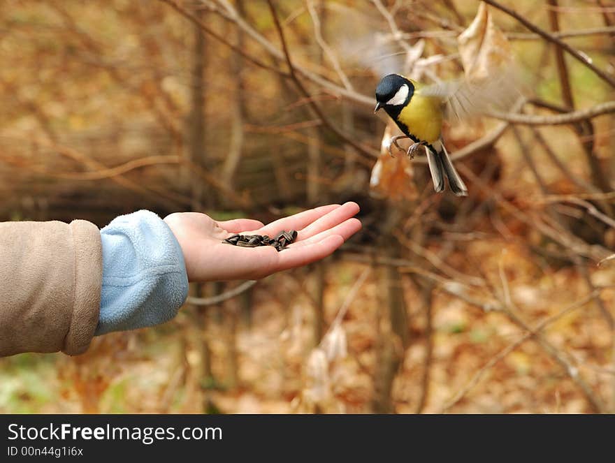 Small Titmouse