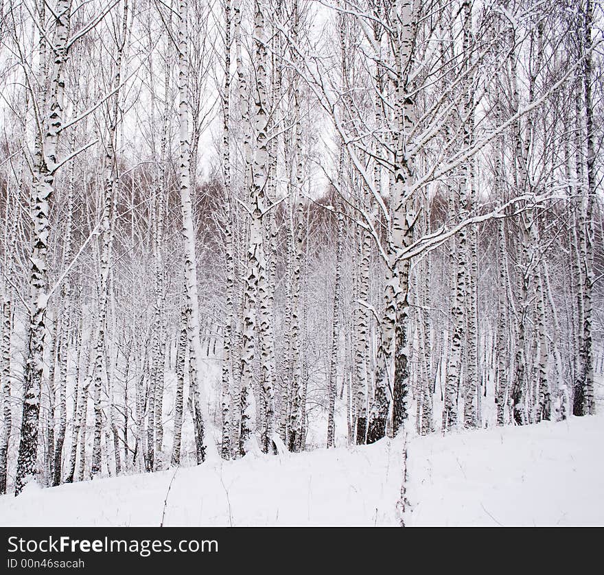 Birch forest