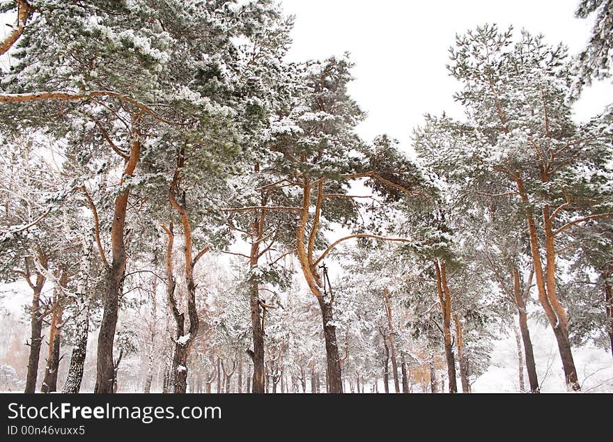 Pine trees in the winter forest