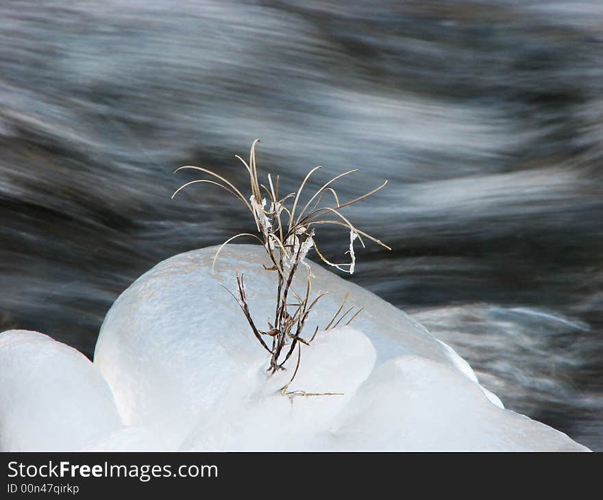 A withered herblet living in a ice block besiddes running water. A withered herblet living in a ice block besiddes running water