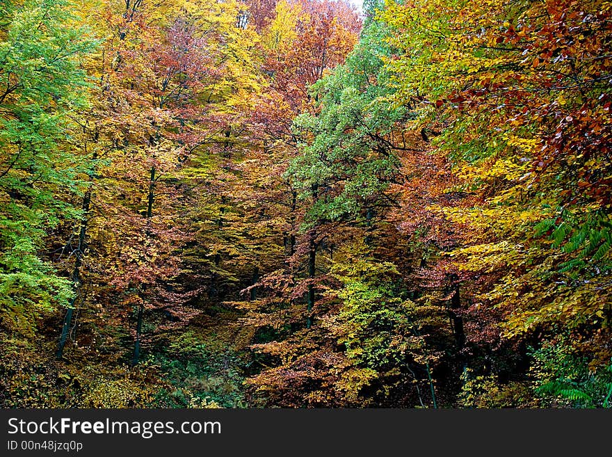 In the middle of forest with vivid color trees. In the middle of forest with vivid color trees