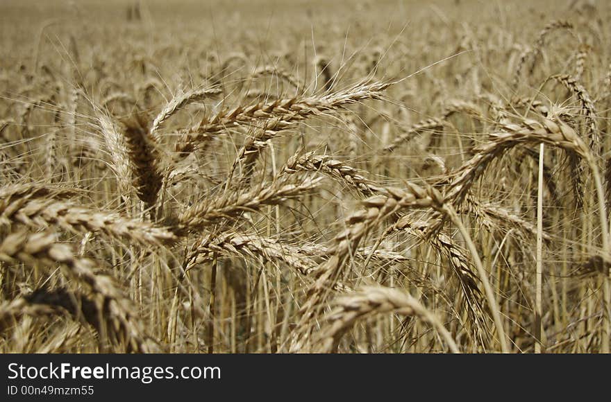 Wheat field 2