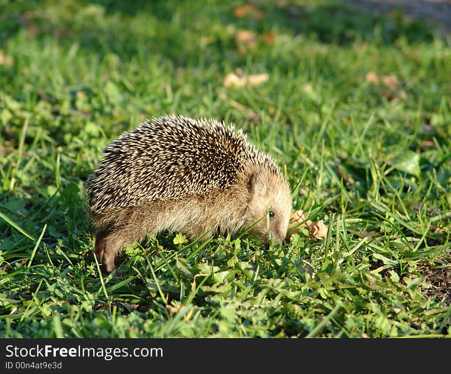 A young hedgehog searching food. A young hedgehog searching food.