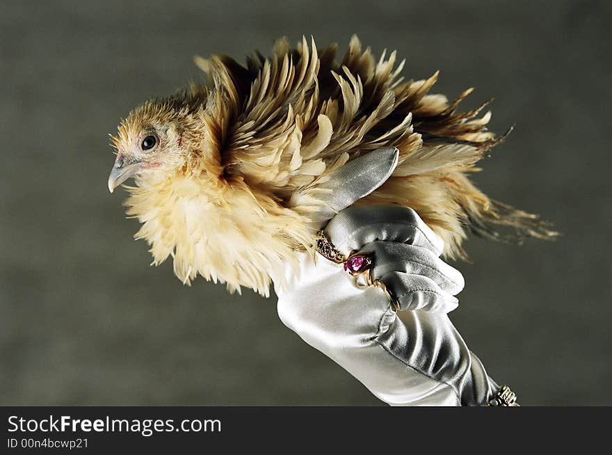 Frizzle chicken being held in glove. Frizzle chicken being held in glove