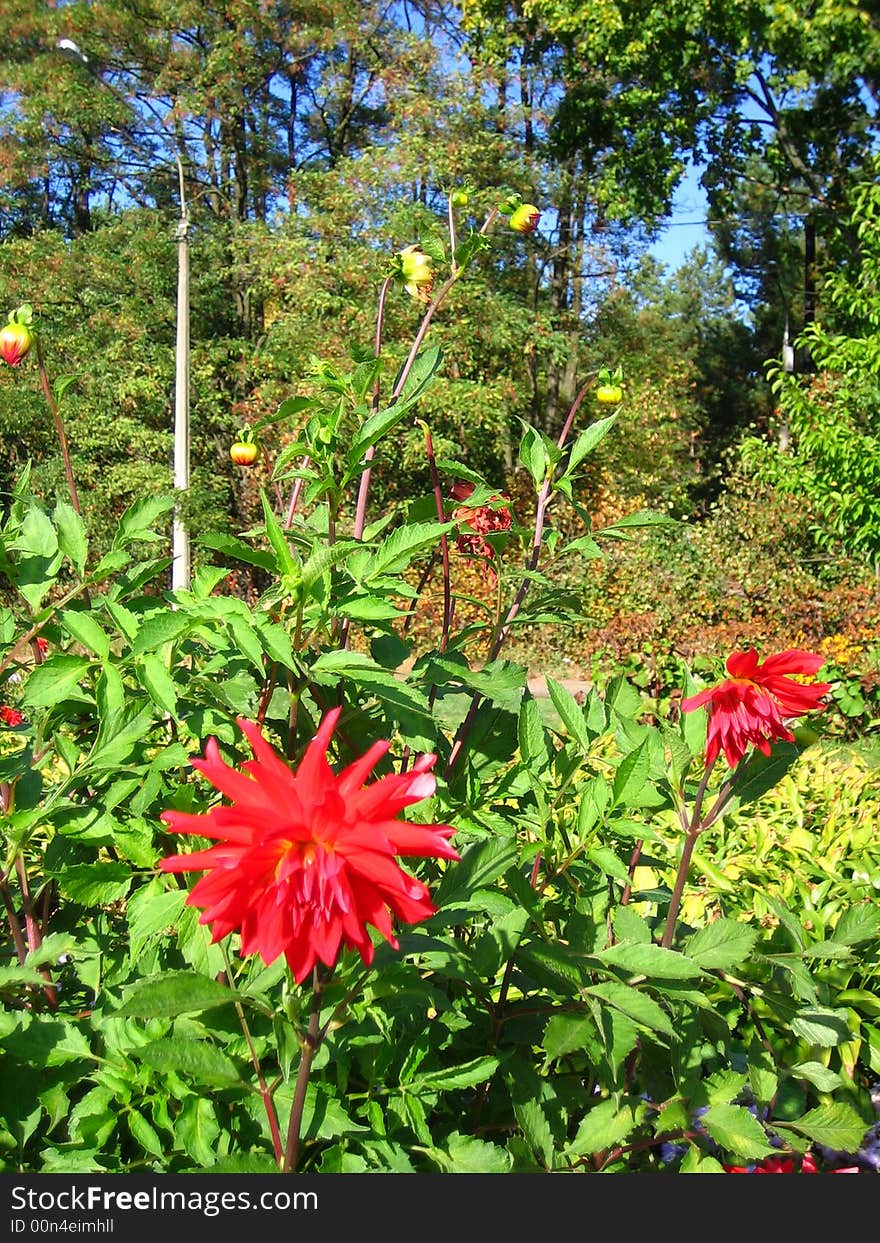 Red dahlia flowers