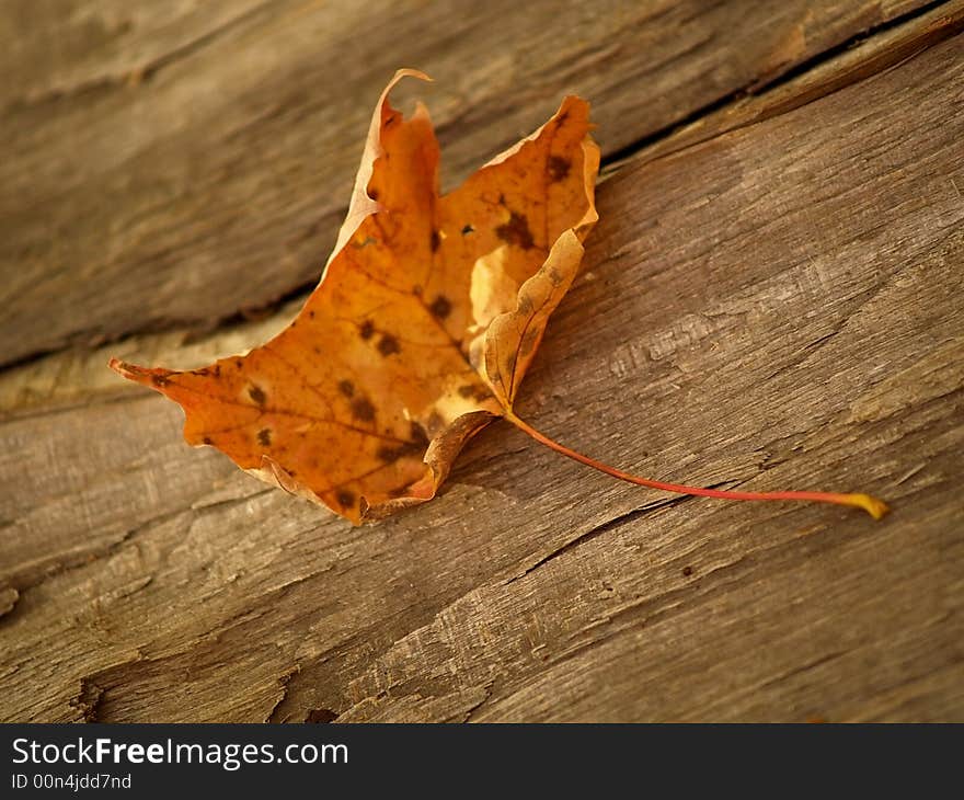 Withering Maple Leaf