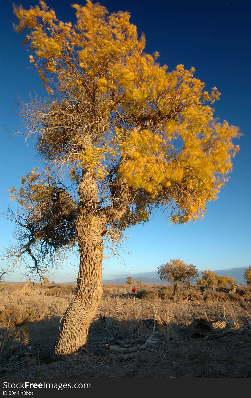 Autumn Poplar.
Poplar in the wind.