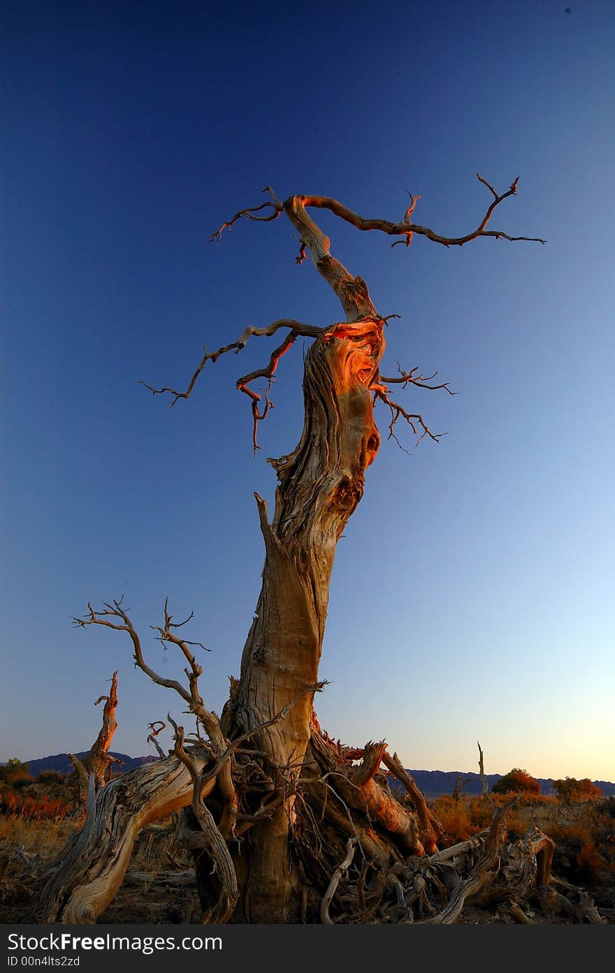 Poplar in the first sun rays in the morning。. Poplar in the first sun rays in the morning。