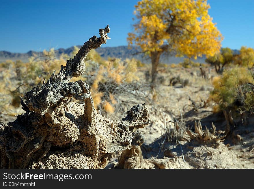 Deadwood in the blue sky. stick alone.