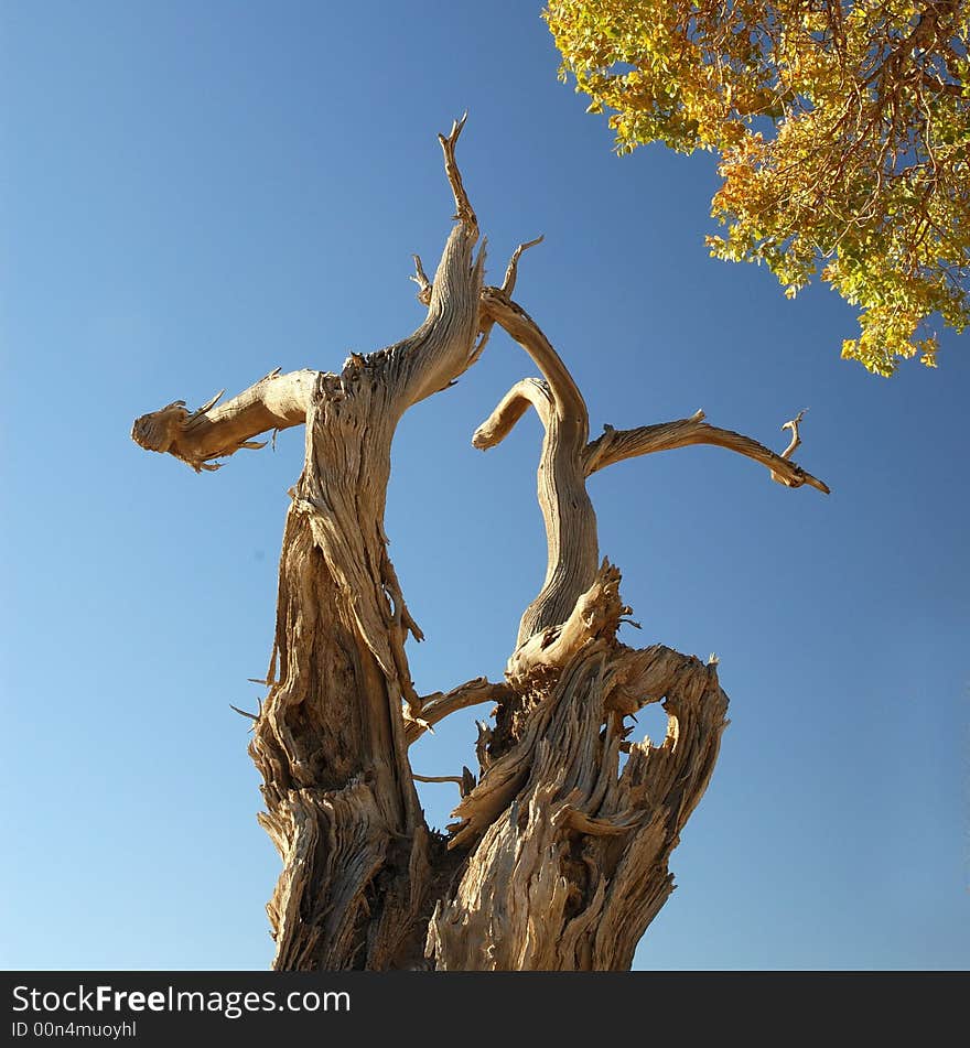 Deadwood in the blue sky.
stick alone. Deadwood in the blue sky.
stick alone.