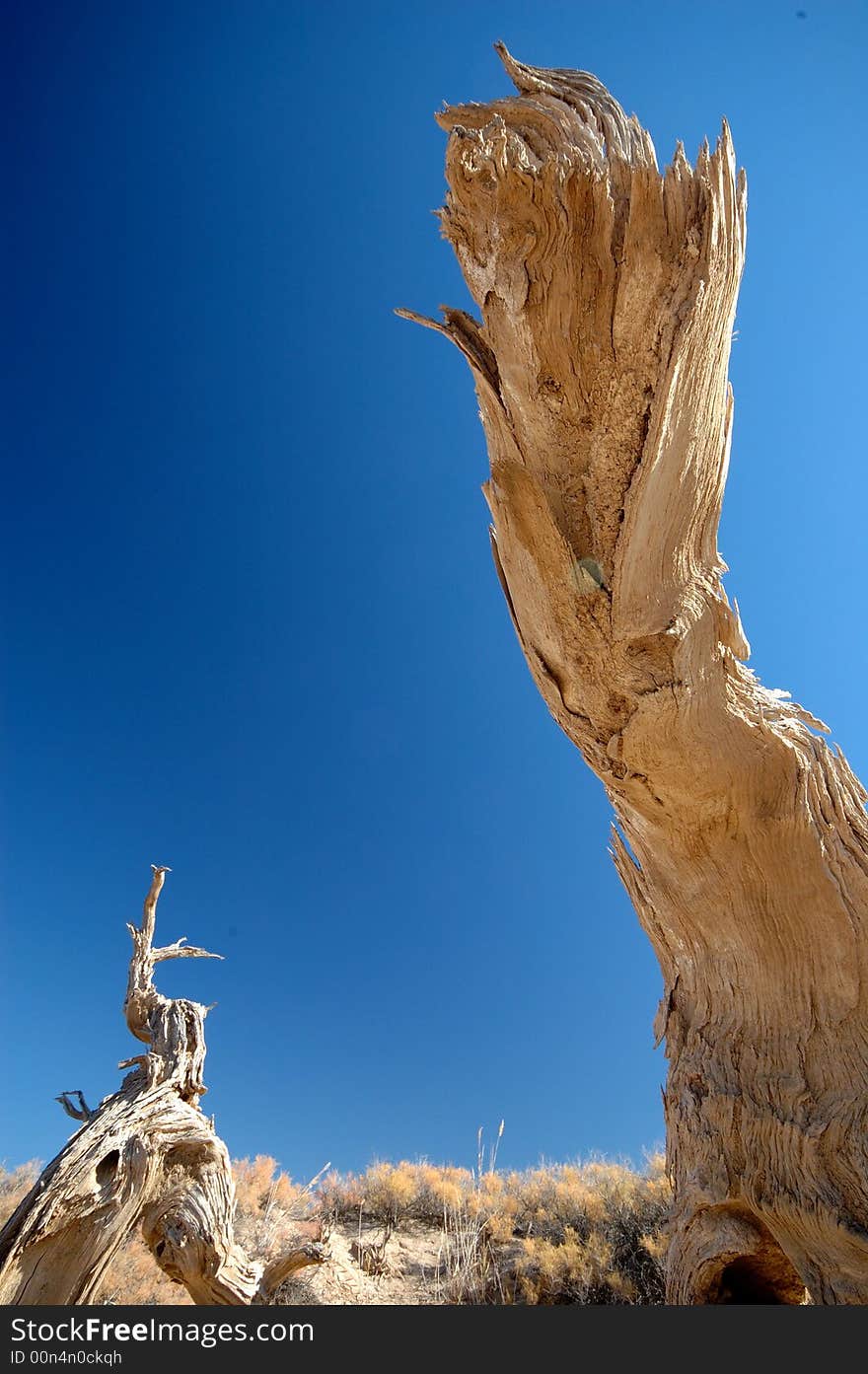 Deadwood in the blue sky. stick alone.