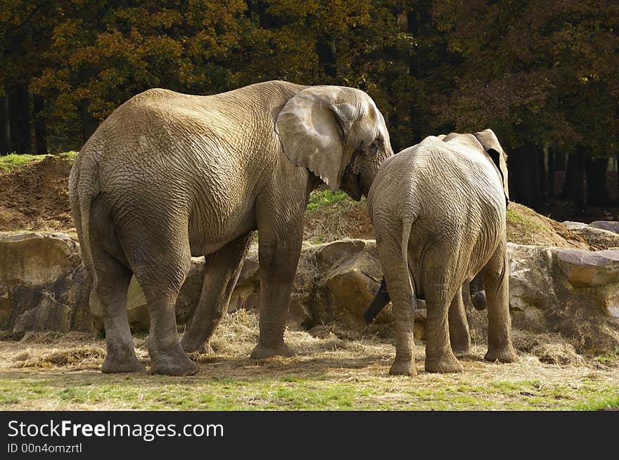 Elephant family in a secret complicity. Elephant family in a secret complicity.