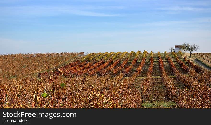 Autumn  vines