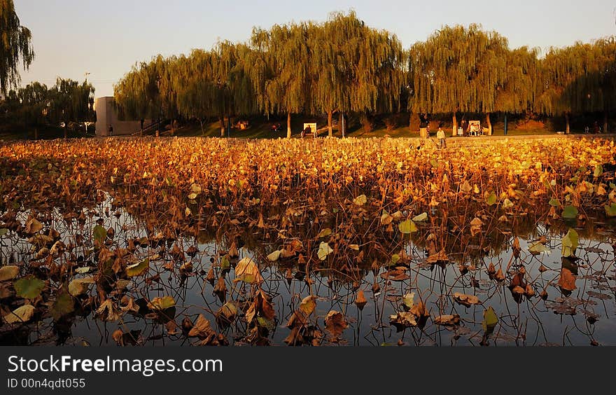 Golden Pond