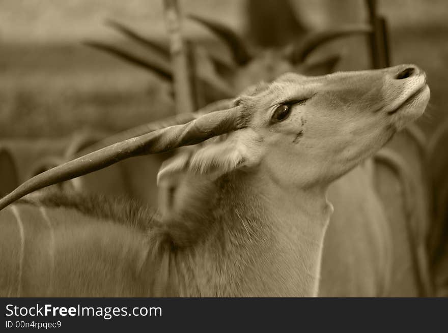 Onyx Face (antelope Or Gazelle