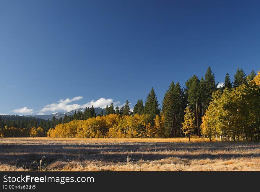 Aspen Grove And Meadow