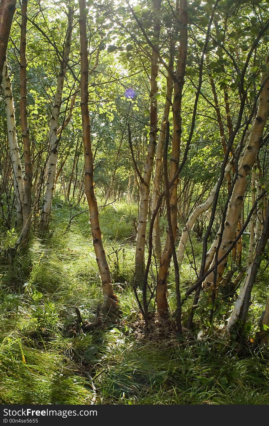 White birch forest