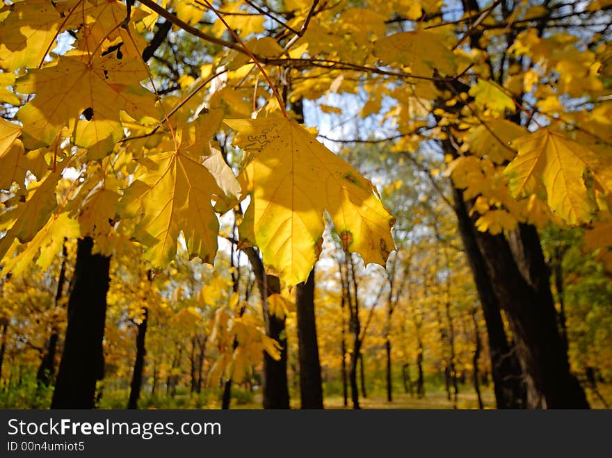 Autumn motive, park, mellow autumn