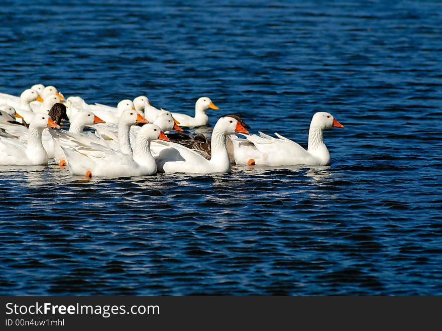 Domestic goose on an open reservoir, village, autumn