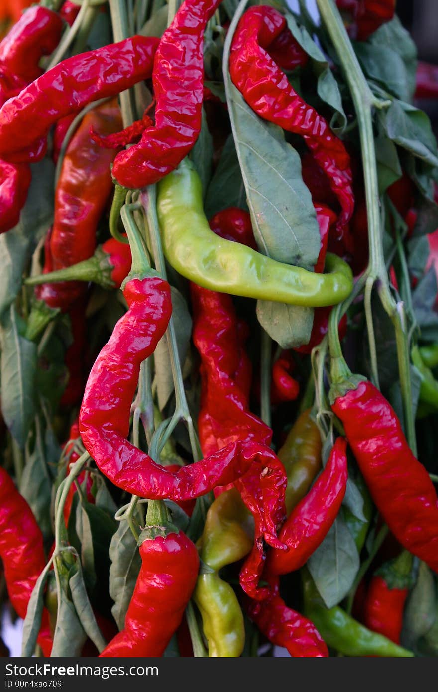 Colorful Peppers on Display