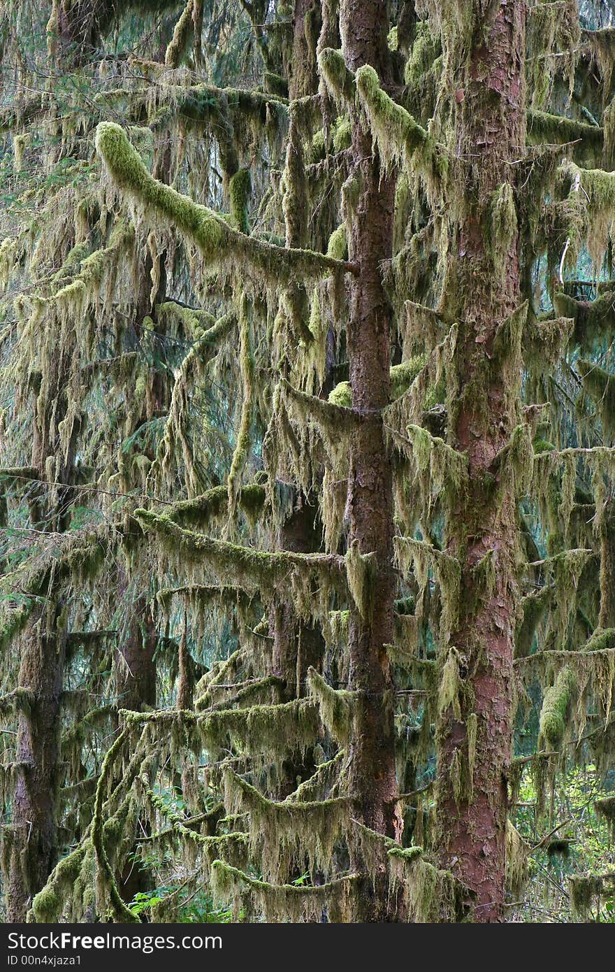 Sitka Spruce Forest